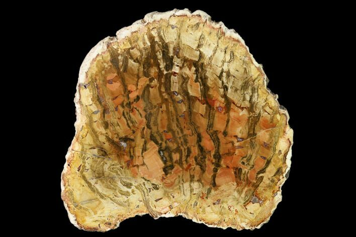 Petrified Horsetail (Calamites?) From Madagascar - Rare! #157854